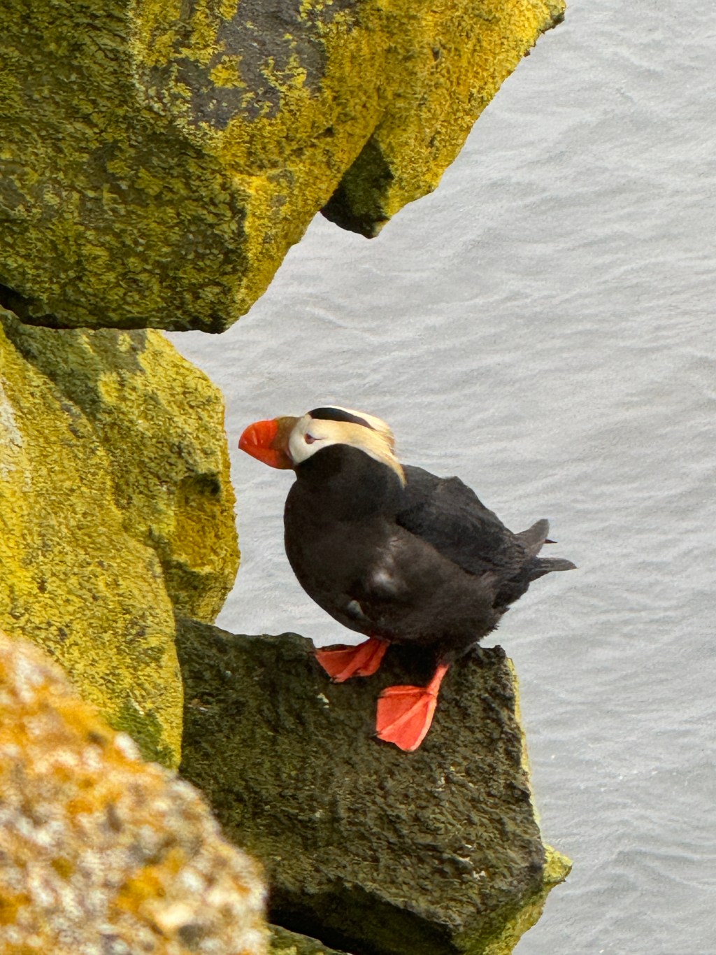 The Pribilof Islands – Part 2 – St. Paul – by Harmon&nbsp;Shragge