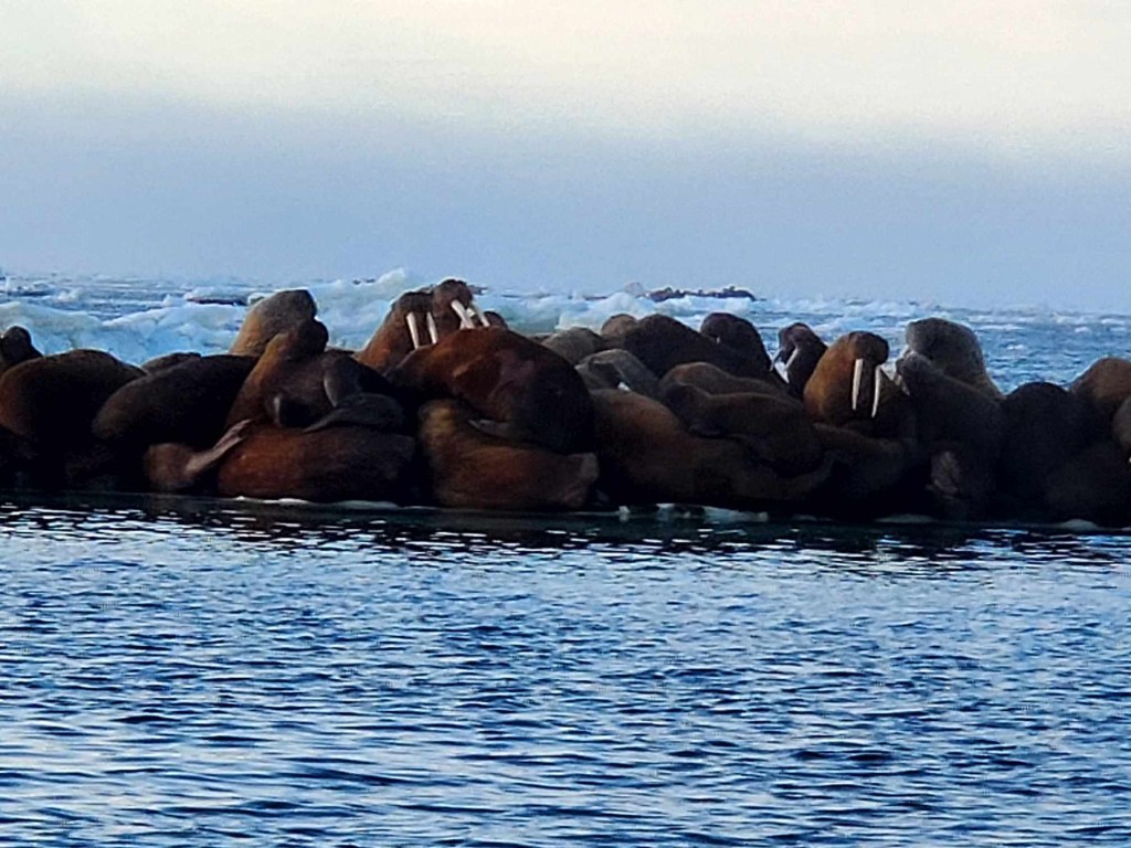 North = Ice by&nbsp;HS