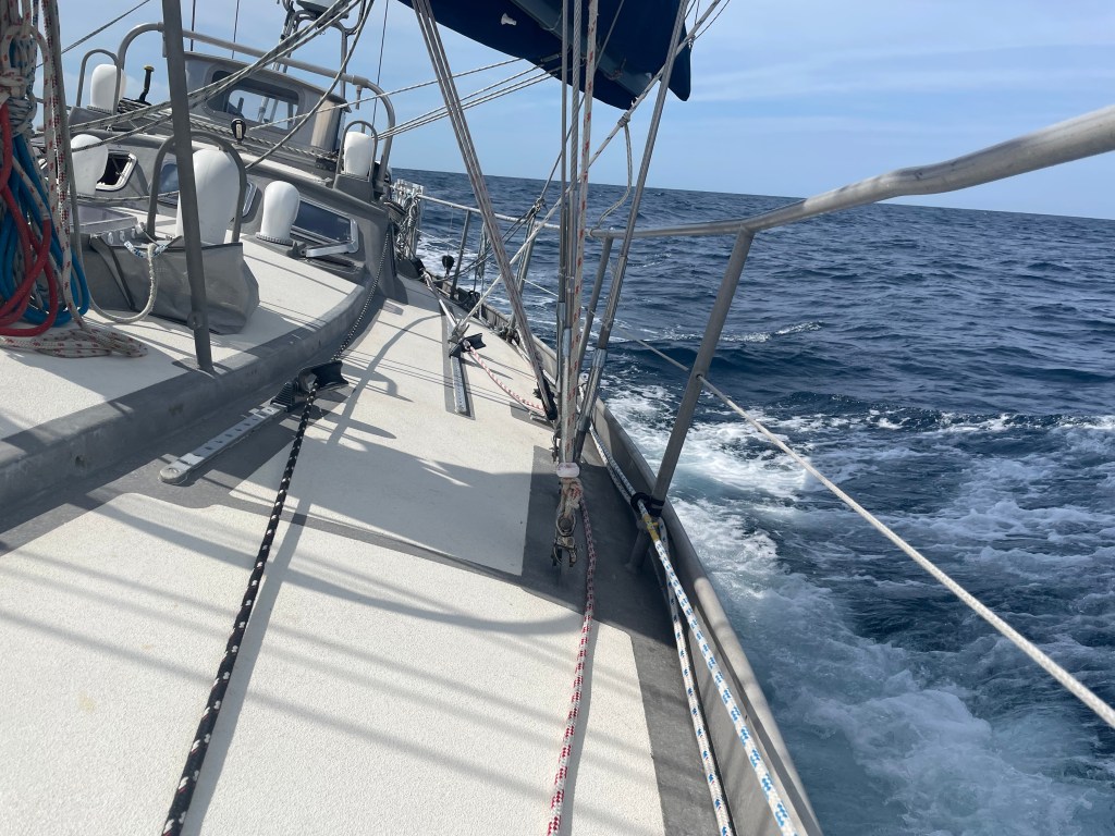 Dolphin Talk–Randall