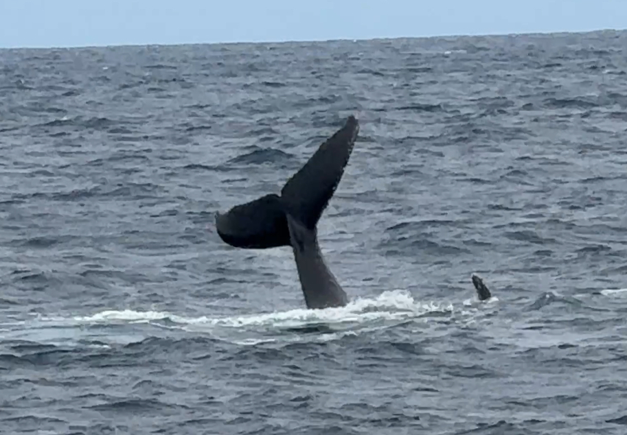 Approaching Rio de Janeiro – by Harmon&nbsp;Shragge
