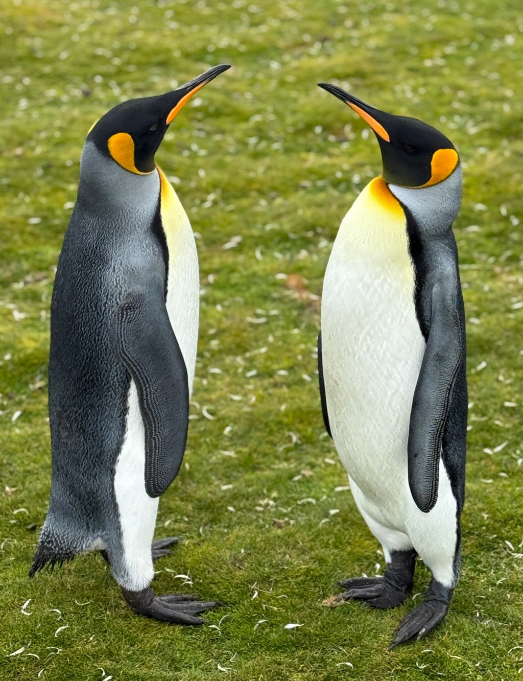 The Penguins of the Falkland Islands – by Harmon&nbsp;Shragge