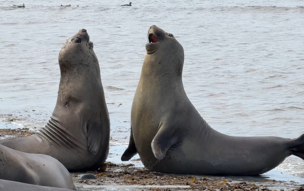 The Falkland Islands # 1 (Elephant Seals) by&nbsp;Harmon